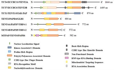 3′ RNA Uridylation in Epitranscriptomics, Gene Regulation, and Disease